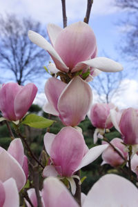 Obraz Magnolia